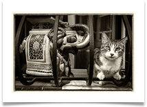 09 cat and elephant - an unlikely pairing - Carol Sparkes